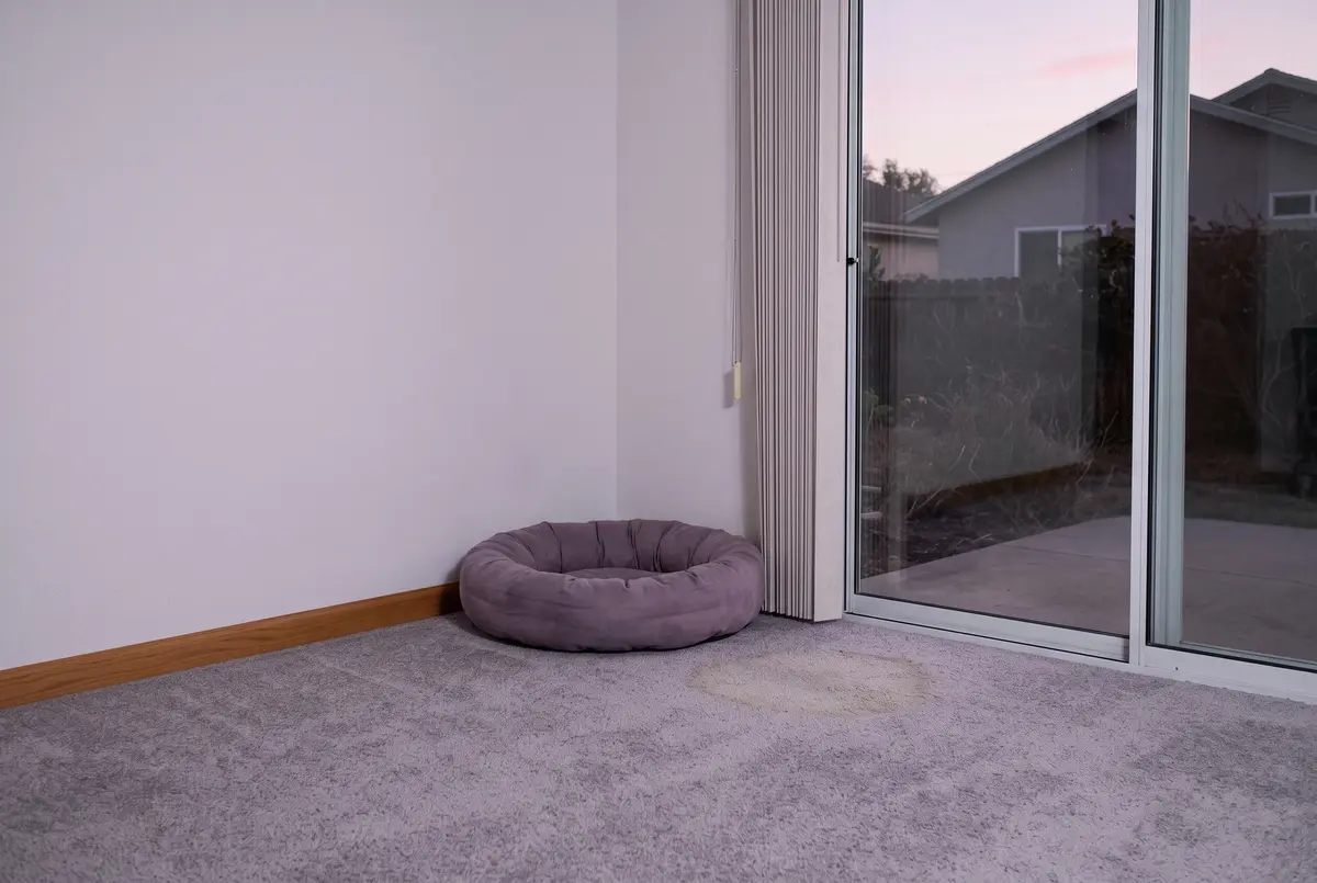 Illustration of a round pet bed in the corner of a carpeted family room by a sliding glass door, with a faint stain on the carpet beside it.